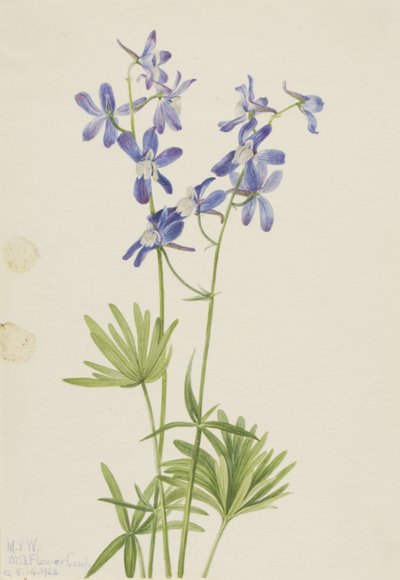 Delphinium depauperatum (Delphinium depauperatum) de Mary Vaux Walcott