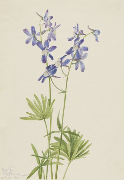 Espuela de caballero delgada Delphinium depauperatum, 1924 de Mary Vaux Walcott