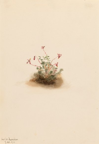 Pequeño Arándano Oxycoccus palustris de Mary Vaux Walcott