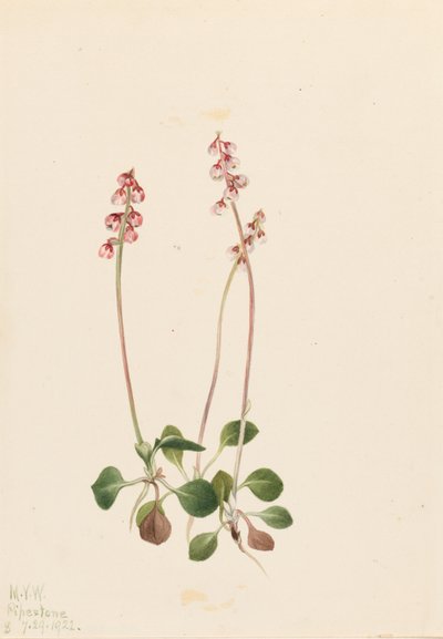 Small Pyrola (Pyrola minor) de Mary Vaux Walcott