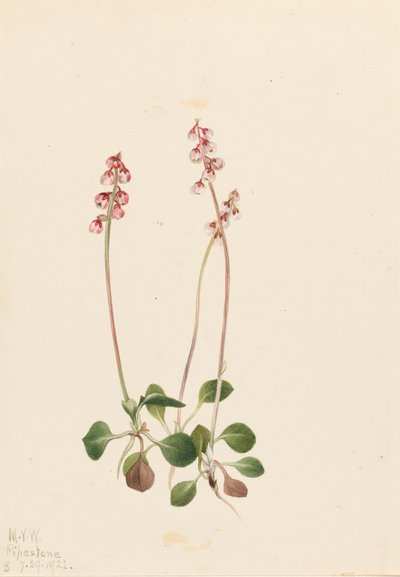 Pyrola menor, 1922 de Mary Vaux Walcott