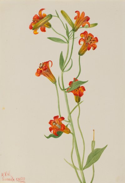 Pequeño lirio tigre Lilium parvum de Mary Vaux Walcott