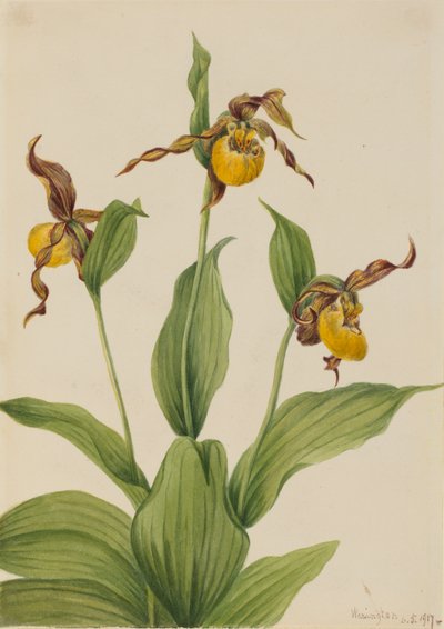 Pequeña zapatilla amarilla Cypripedium parviflorum, 1917 de Mary Vaux Walcott