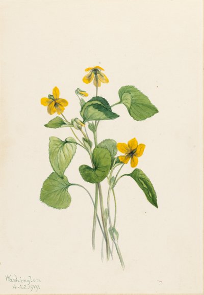 Violeta amarilla lisa (Viola eriocarpa) de Mary Vaux Walcott