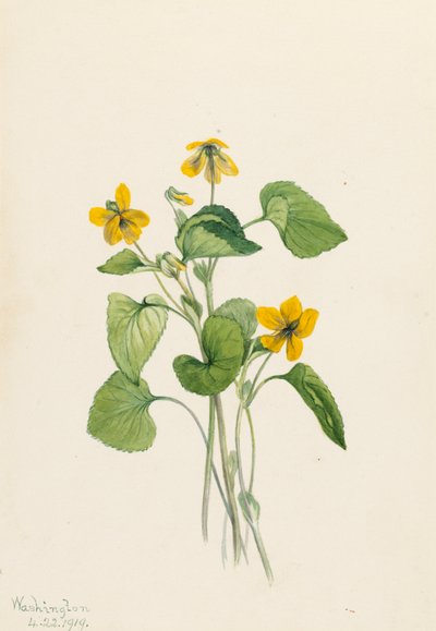 Violeta amarilla suave Viola eriocarpa, 1919 de Mary Vaux Walcott