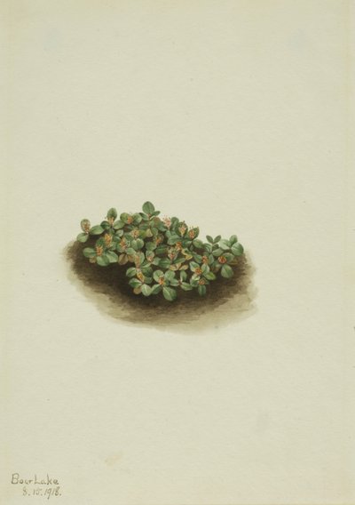 Sauce de las nieves (Salix nivalis) de Mary Vaux Walcott