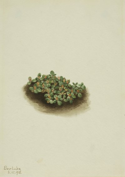 Sauce de Nieve Salix nivalis de Mary Vaux Walcott