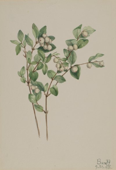 Snowberry (Symphoricarpos albus) de Mary Vaux Walcott