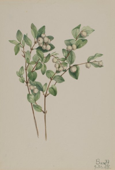 Baya de Nieve Symphoricarpos albus, 1918 de Mary Vaux Walcott