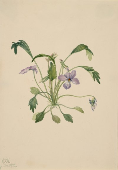 Violeta de pie de pájaro del sur Viola digitata, 1922 de Mary Vaux Walcott