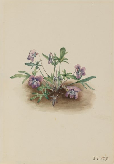 Violeta de la costa sur Viola septemloba, 1919 de Mary Vaux Walcott