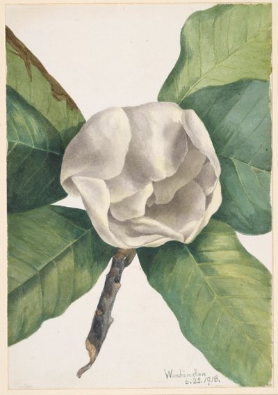 Magnolia del sur (Magnolia grandiflora) de Mary Vaux Walcott