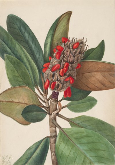 Magnolia del sur Magnolia grandiflora de Mary Vaux Walcott