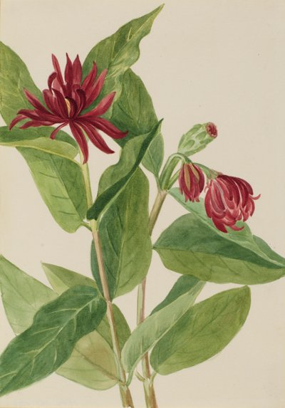 Spicebush (Calycanthus occidentalis) de Mary Vaux Walcott