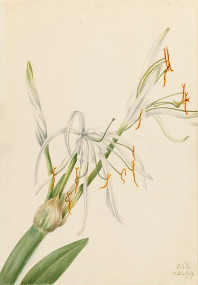 Lirio araña Hymenocallis rotata, 1919 de Mary Vaux Walcott