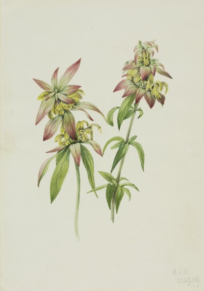 Bálsamo de abeja manchado Monarda punctata, 1919 de Mary Vaux Walcott