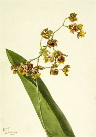 Cyrtopodium manchado Cyrtopodium punctatum, 1920 de Mary Vaux Walcott