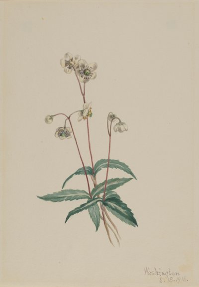 Pipsissewa moteada (Chimaphila maculata) de Mary Vaux Walcott