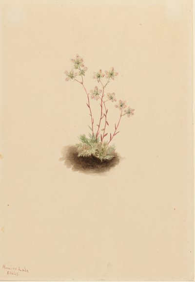Saxifrage manchada (Saxifraga bronchialis) de Mary Vaux Walcott