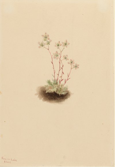 Saxifraga manchada Saxifraga bronchialis de Mary Vaux Walcott