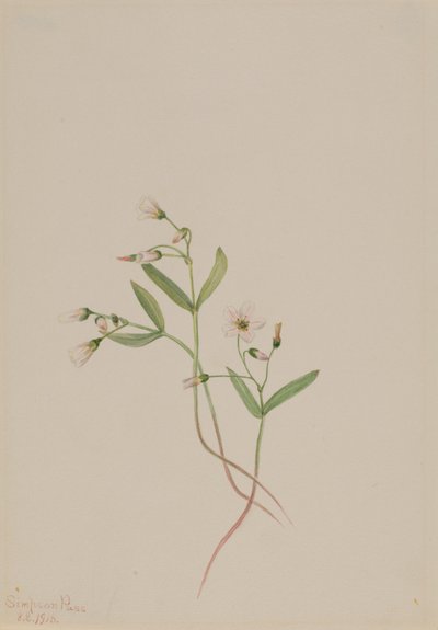 Bella de primavera (Claytonia lanceolata) de Mary Vaux Walcott