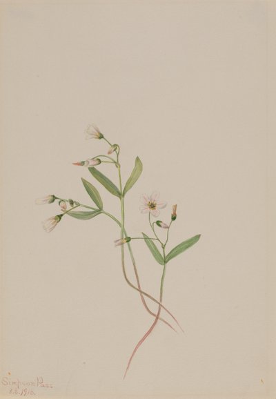Belleza de primavera Claytonia lanceolata de Mary Vaux Walcott