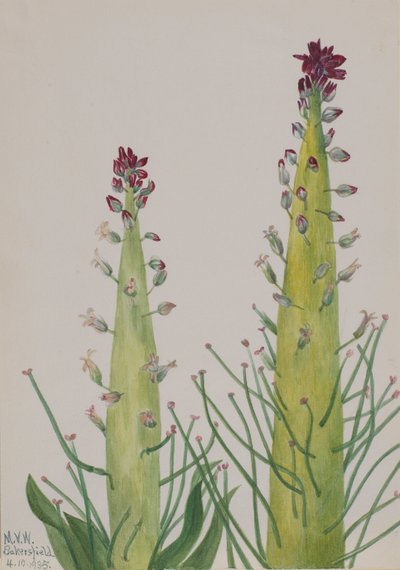 Col de squaw Caulanthus inflatus, 1935 de Mary Vaux Walcott