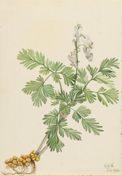 Maíz ardilla (Bikukulla canadensis) de Mary Vaux Walcott