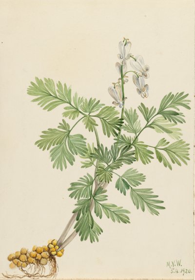 Squirrel Corn Bikukulla canadensis, 1920 de Mary Vaux Walcott