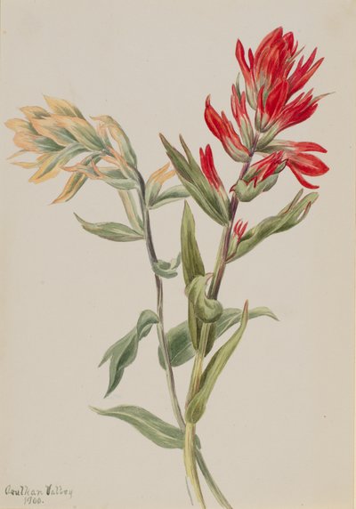 Stachys palustria, 1900 de Mary Vaux Walcott