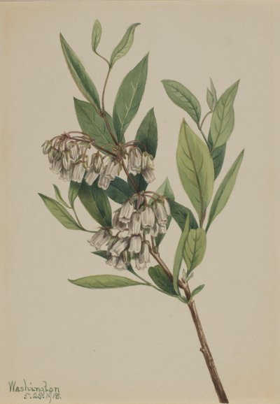 Pieris mariana (Pieris mariana) de Mary Vaux Walcott