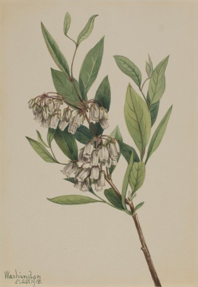 Pieris Mariana de Mary Vaux Walcott