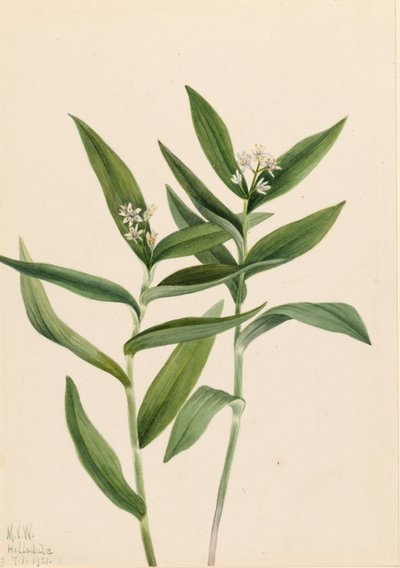 Vagnera estrellada (Star Vagnera) de Mary Vaux Walcott