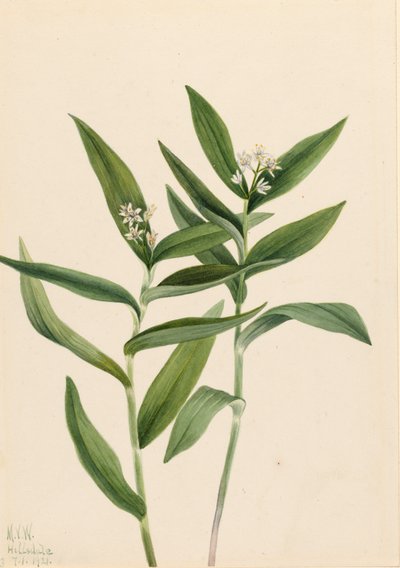 Estrella Solomonplume Vagnera stellata, 1921 de Mary Vaux Walcott