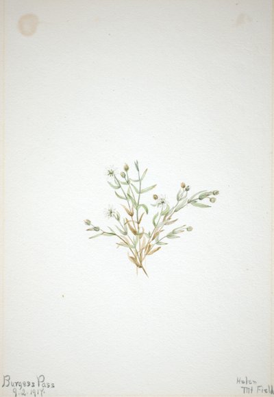 Stelleria leata de Mary Vaux Walcott