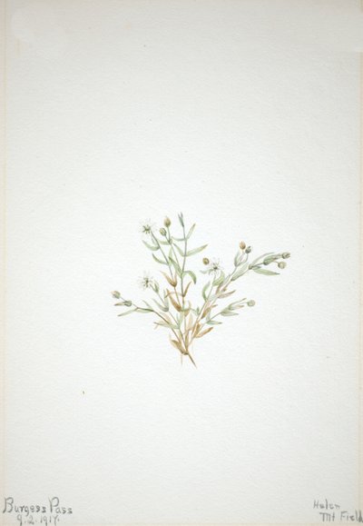 Stelleria leata, 1917 de Mary Vaux Walcott