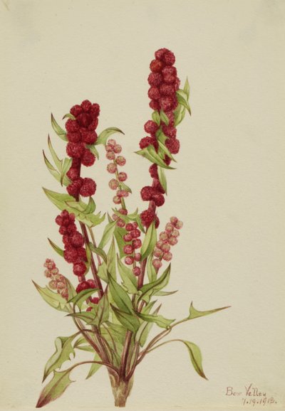 Fresa espinosa Chenopodium capitatum, 1918 de Mary Vaux Walcott