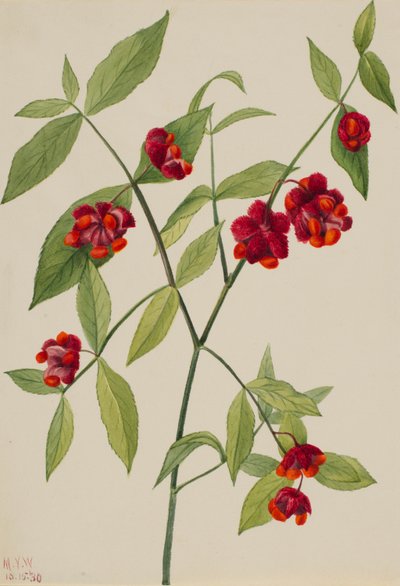 Arbusto de fresa: "Corazones llenos de amor" (Euonymus Americanus) de Mary Vaux Walcott