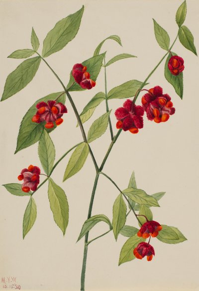 Arbusto de fresas - Corazones reventando de amor Euonymus Americanus, 1930 de Mary Vaux Walcott