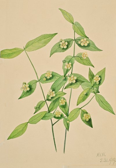 Arbusto de fresa Euonymus americanus de Mary Vaux Walcott