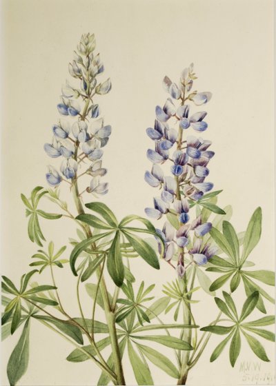 Altramuz de sol (Lupinus perennis) de Mary Vaux Walcott