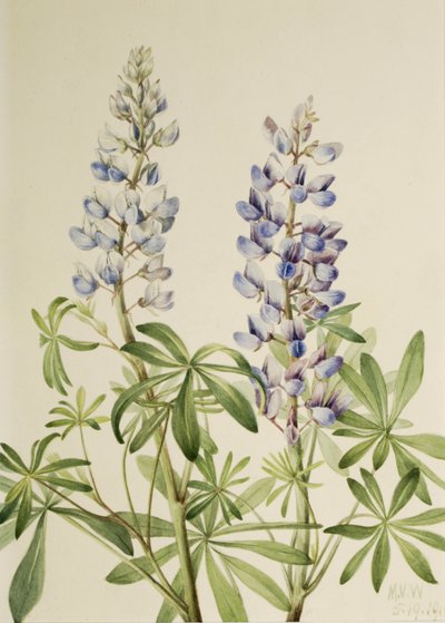 Lupino de reloj de sol Lupinus perennis de Mary Vaux Walcott