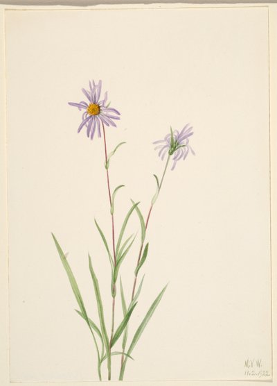 Aster paludosus (Aster paludosus) de Mary Vaux Walcott