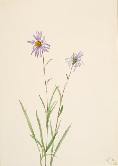 Aster del Pantano Aster paludosus, 1922 de Mary Vaux Walcott