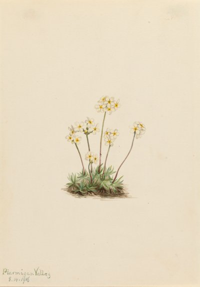 Androsace dulce Androsace carinata de Mary Vaux Walcott