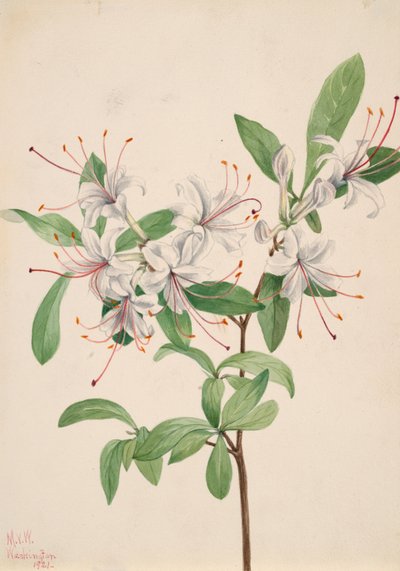 Azalea dulce Azalea arborescens, 1921 de Mary Vaux Walcott