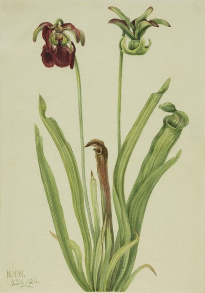 Planta jarra dulce Sarracenia rubra, 1920 de Mary Vaux Walcott