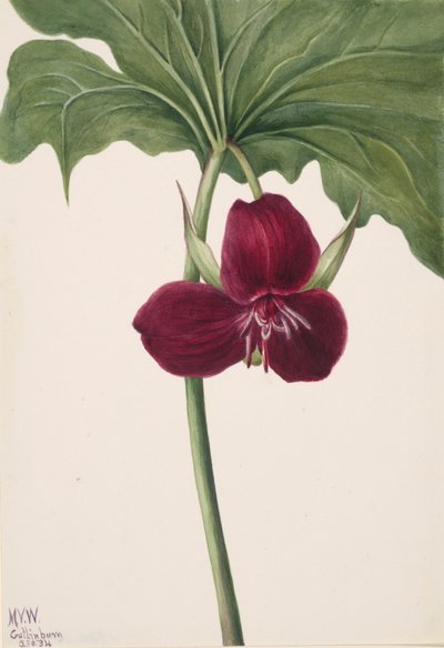 Trillium dulce Trillium vasyi, 1934 de Mary Vaux Walcott