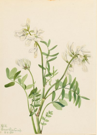 Malvavisco (Hedysarum mackenzii) de Mary Vaux Walcott