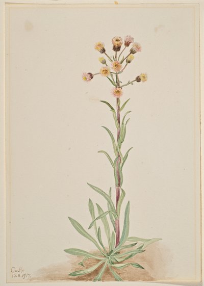 Florecilla alta (Erigeron acris) de Mary Vaux Walcott